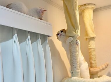 カーテンレールに飛び乗って降りられなくなった子猫を見つけた先輩猫の対応が神すぎました…
