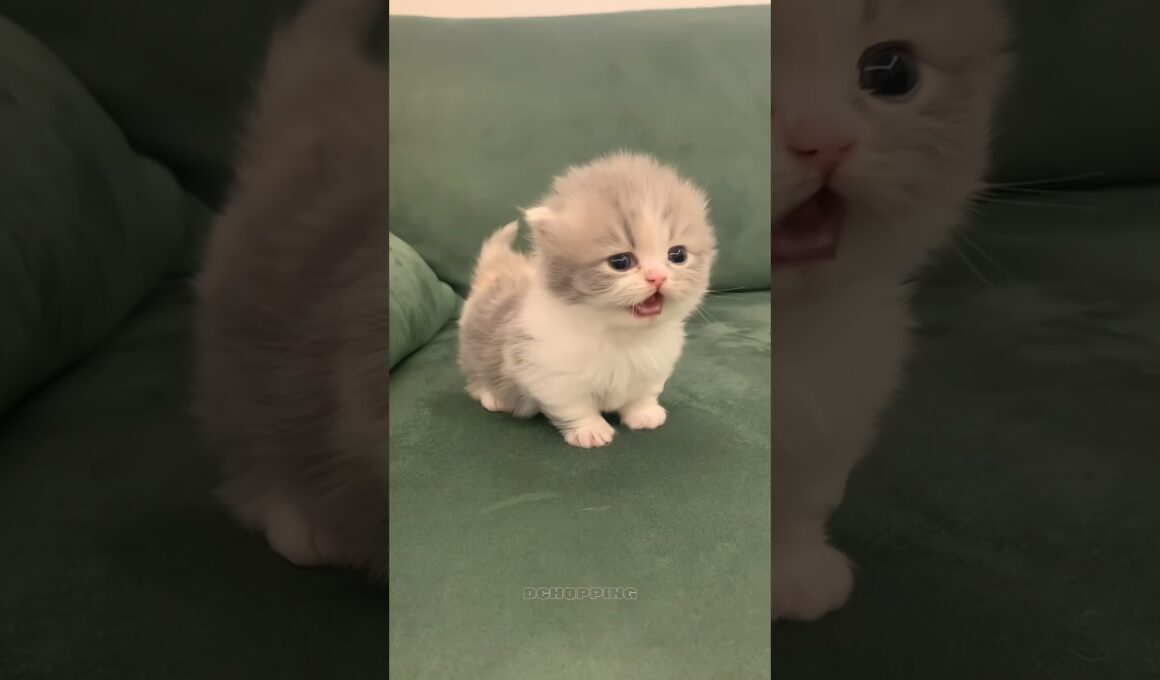 🔥ちっちゃな子猫、でっかい声｜Tiny cat, loud voice #cat #catvideos #kitten #子猫#meow