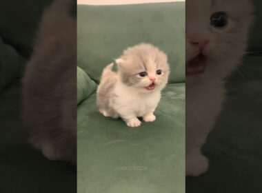 🔥ちっちゃな子猫、でっかい声｜Tiny cat, loud voice #cat #catvideos #kitten #子猫#meow