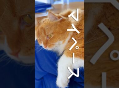 #猫 #猫のいる暮らし #アメリカンカール #cat