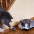 【挟まった⁉︎】不思議な遊びをするもふ猫達wwwノルウェージャンフォレストキャットとターキッシュアンゴラ