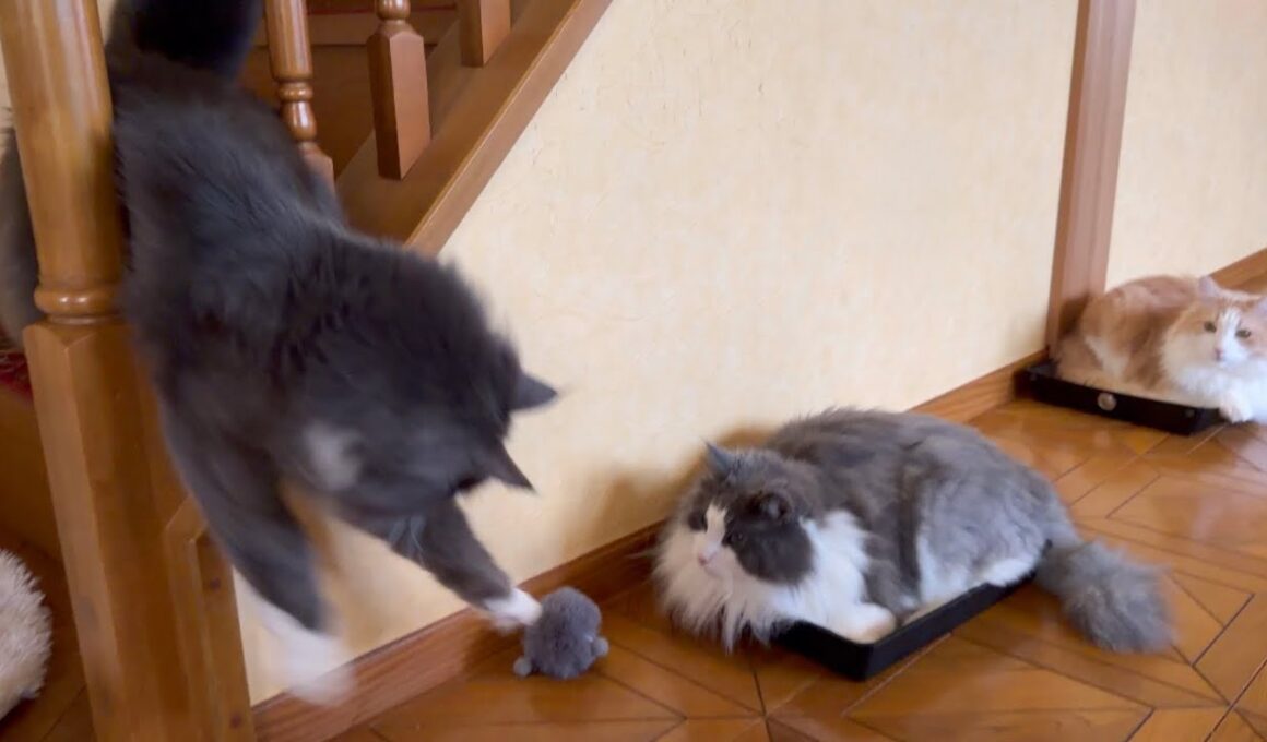 【挟まった⁉︎】不思議な遊びをするもふ猫達wwwノルウェージャンフォレストキャットとターキッシュアンゴラ