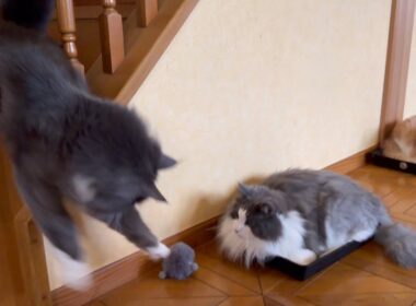 【挟まった⁉︎】不思議な遊びをするもふ猫達wwwノルウェージャンフォレストキャットとターキッシュアンゴラ