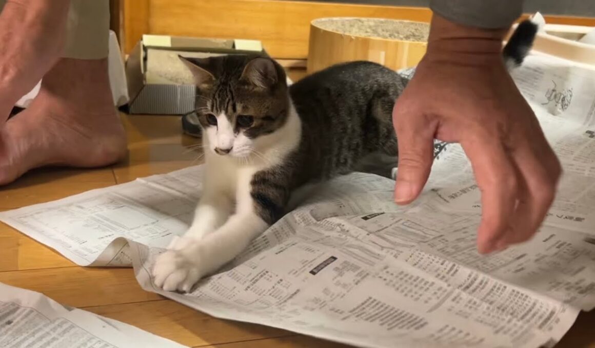 新聞に大興奮な子猫に住職悪戦苦闘⁉️