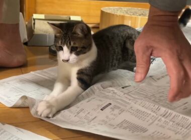 新聞に大興奮な子猫に住職悪戦苦闘⁉️