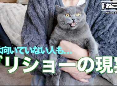 【保存版】ブリティッシュショートヘアが向いている人・向いていない人