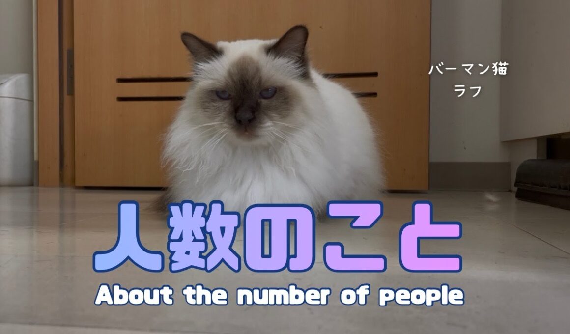 バーマン猫ラフ【人数のこと】About the number of people（バーマン猫）Birman/Cat