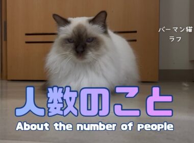 バーマン猫ラフ【人数のこと】About the number of people（バーマン猫）Birman/Cat