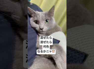 混ぜたら何色になるかニャ❤️③ #猫 #ロシアンブルー #catshorts #shorts