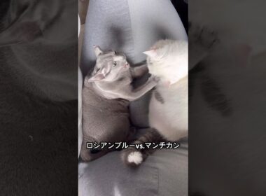 長足vs.短足　#ロシアンブルー #マンチカン