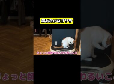 猫みたいなゴリラ　#猫 #おもしろ #アテレコ #ニャンチューバーつくし