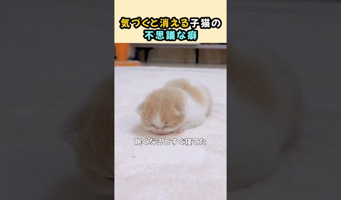 気づくと消える子猫の不思議な癖