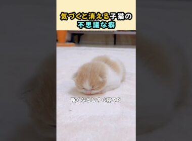気づくと消える子猫の不思議な癖