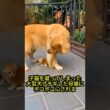「うちの子に何すんじゃー！」子猫を蹴ってしまった大型犬、ブチギレた母猫に猫パンチでボコボコにされる