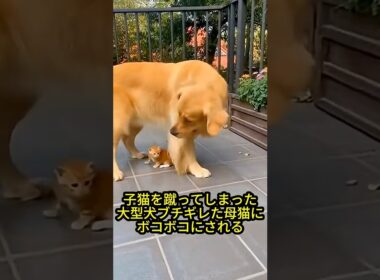 「うちの子に何すんじゃー！」子猫を蹴ってしまった大型犬、ブチギレた母猫に猫パンチでボコボコにされる