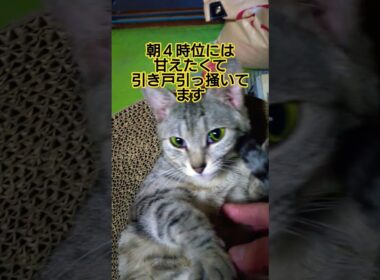 出勤前寂しくて甘える時雨#cute #cat #ねこ #出勤前 #甘えん坊 #甘えん坊猫 #甘え上手 #さみしい #寂しがり屋 #時雨