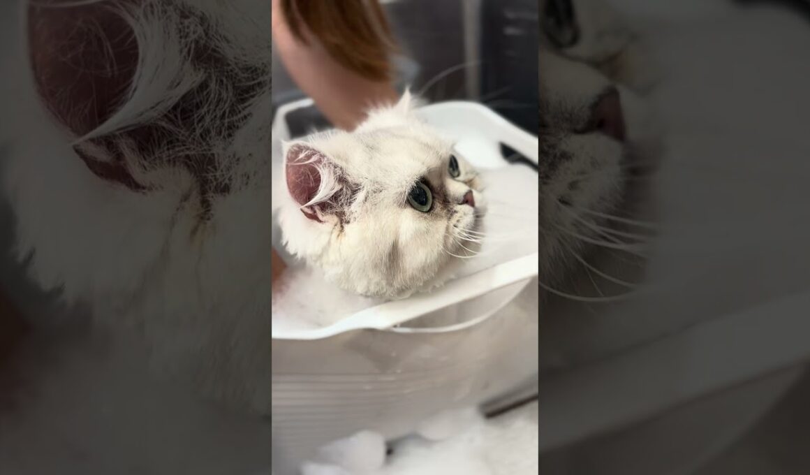 アメリカンカールの爽くんとミヌエットのエイトちゃんが来てくれました　京都市南区　ペットサロンみぃ〜