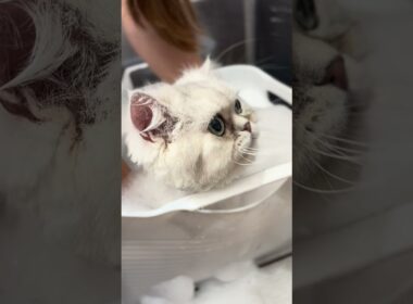 アメリカンカールの爽くんとミヌエットのエイトちゃんが来てくれました　京都市南区　ペットサロンみぃ〜