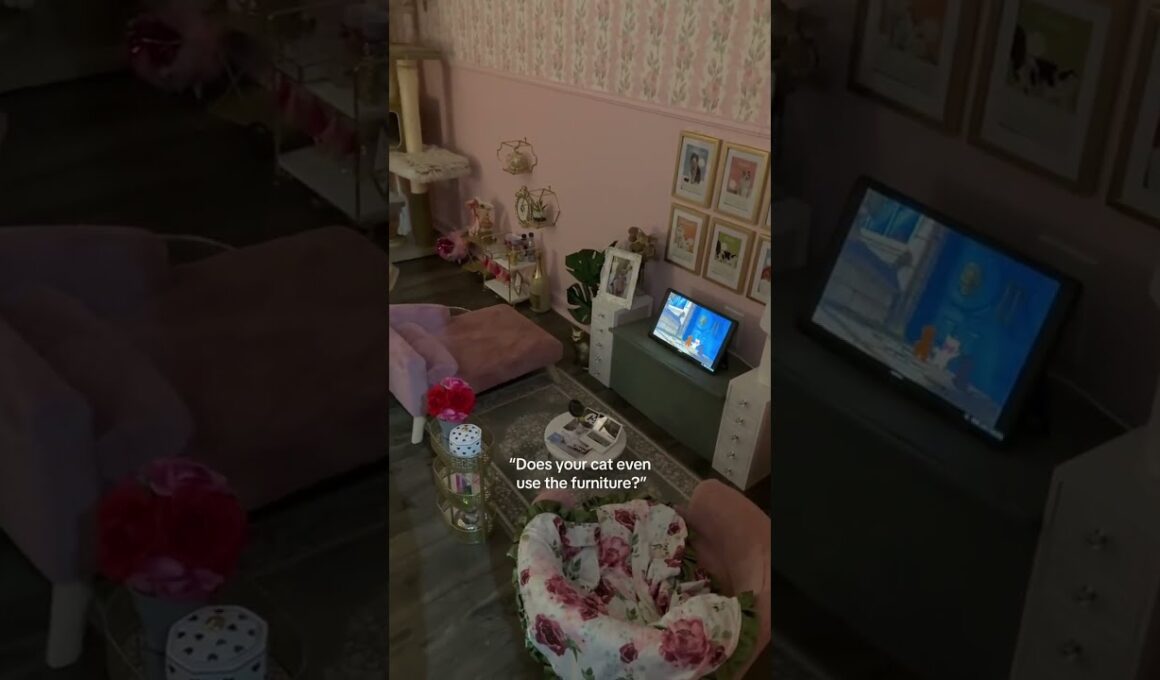 @meredith.ragdoll: my cat doesn’t know she is a cat 😸🎀 #cat  #catlover #kitty