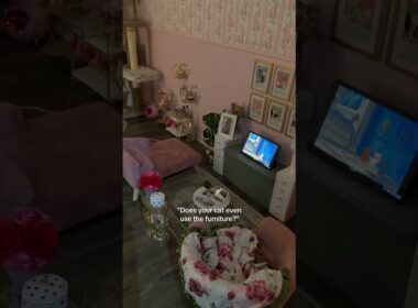 @meredith.ragdoll: my cat doesn’t know she is a cat 😸🎀 #cat  #catlover #kitty