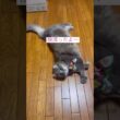 hungry？ #ねこ動画 #アメリカンカール #catvideos