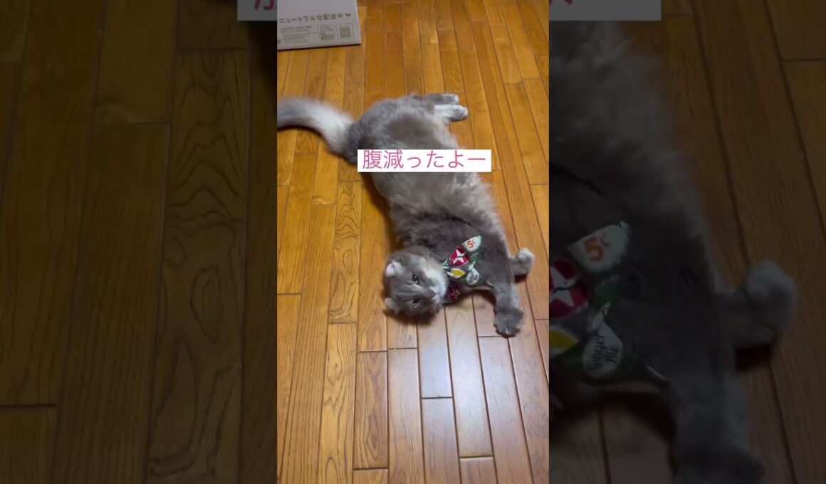 hungry？ #ねこ動画 #アメリカンカール #catvideos