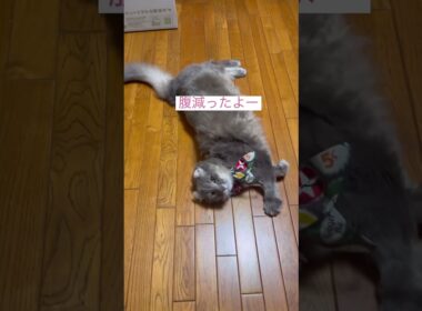 hungry？ #ねこ動画 #アメリカンカール #catvideos