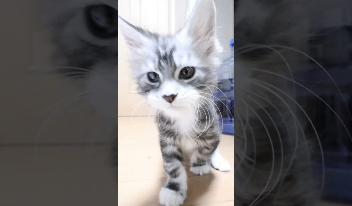 生後55日シルバーのメインクーンリッチ君