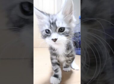 生後55日シルバーのメインクーンリッチ君