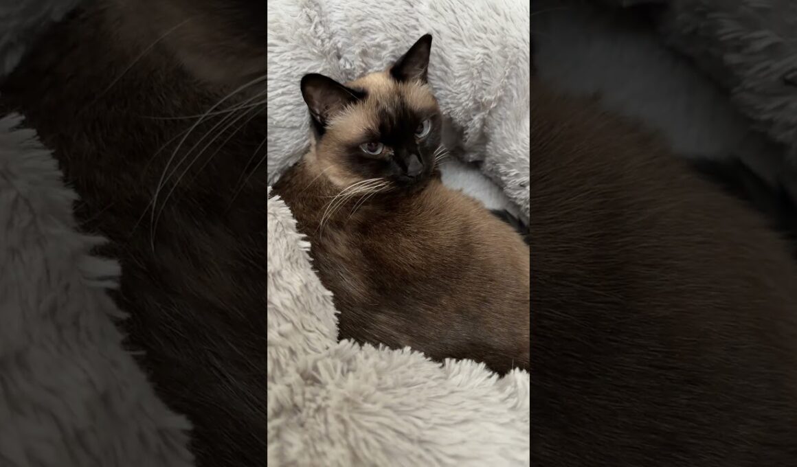 寝起きのシャム猫のふくさん【たぬき猫】 #cat #しゃむねこ #猫のいる暮らし #猫好きさんと繋がりたい #ねこ #cute