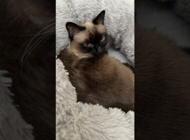 寝起きのシャム猫のふくさん【たぬき猫】 #cat #しゃむねこ #猫のいる暮らし #猫好きさんと繋がりたい #ねこ #cute