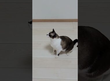 ちょっとアップにしてみましたー♪【猫じゃらし！】シャムミックスのルカちゃん、猫じゃらしで遊ぼう～ 羽編 #猫 #シャムミックス #スノーシュー #cat