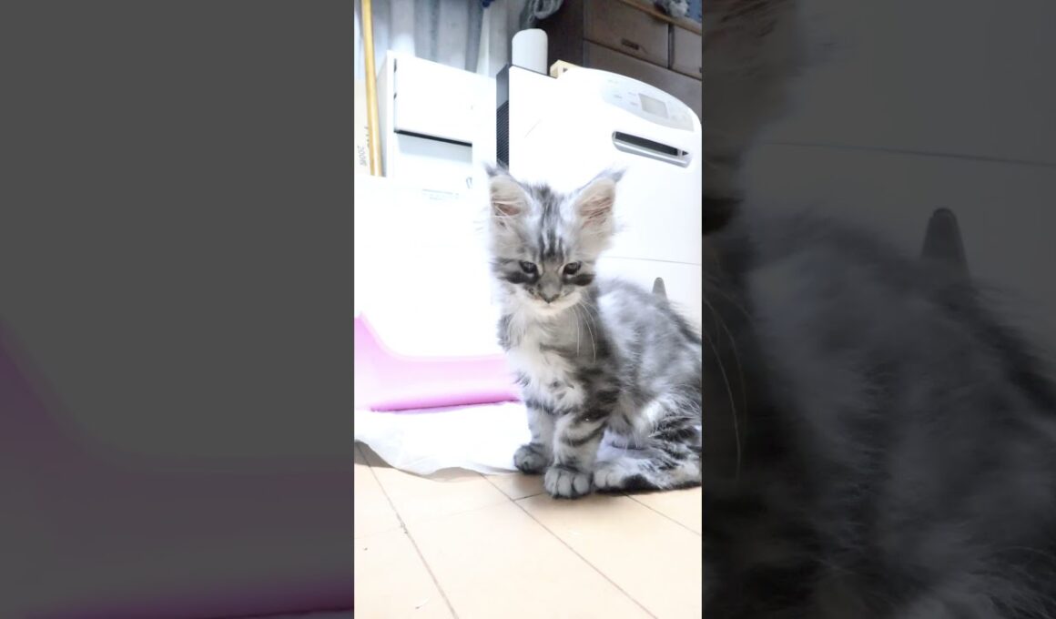 生後55日シルバーのメインクーンリッチ君