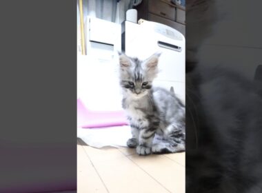 生後55日シルバーのメインクーンリッチ君