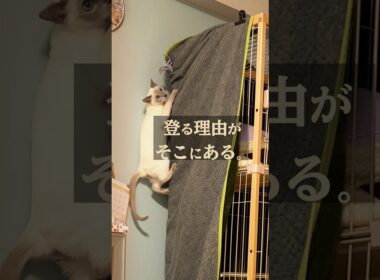 【トンキニーズ】壁を越える猫、ラクトくん。小さな背中に、強き意思を#猫ショート #catshorts #tonkinese