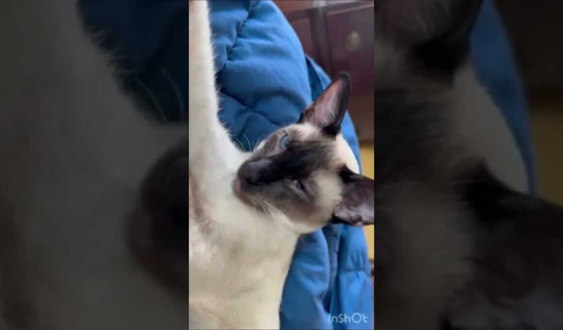 Siamese Kittens シャム子猫#しゃむねこ cats #kittens #siamese #cute #cutecats #猫　#子猫　#シャム猫　#かわいい#cat