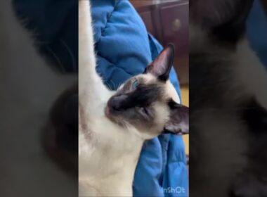 Siamese Kittens シャム子猫#しゃむねこ cats #kittens #siamese #cute #cutecats #猫　#子猫　#シャム猫　#かわいい#cat