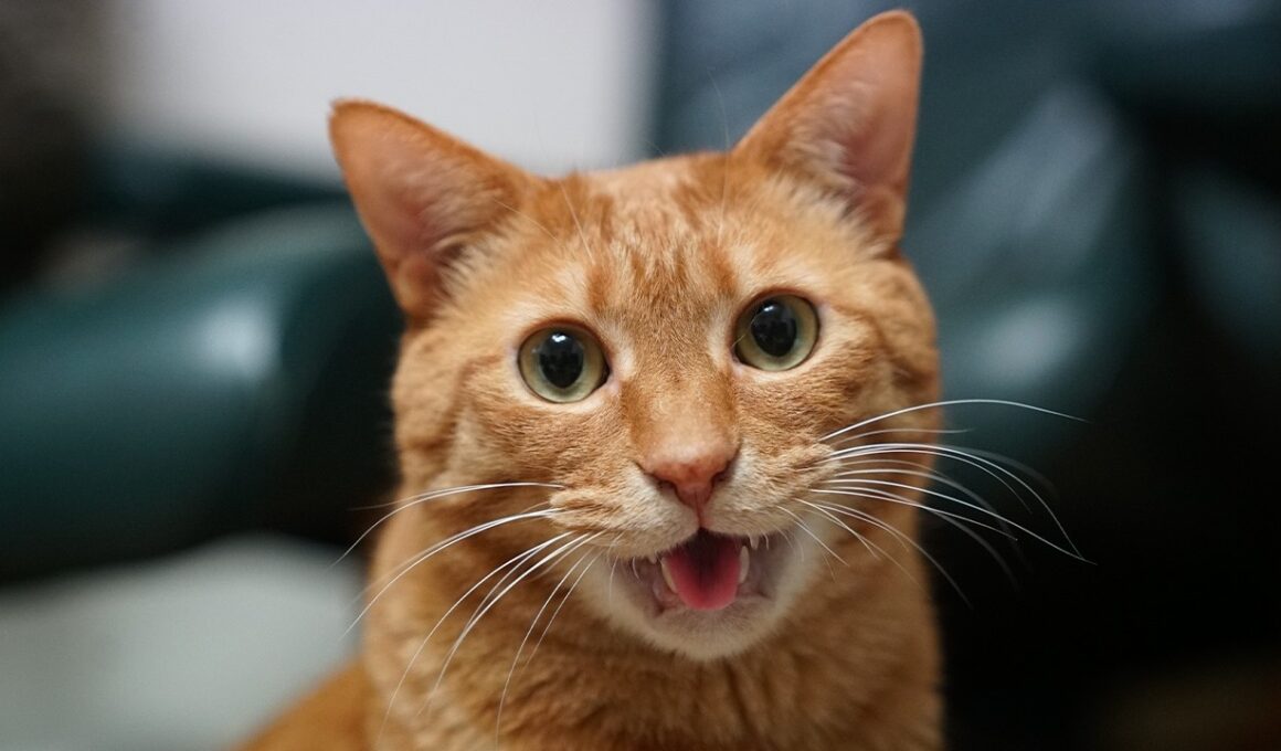 永遠のベテラン子猫、最期の返事　Rest In Peace,My third-cat "Sango"