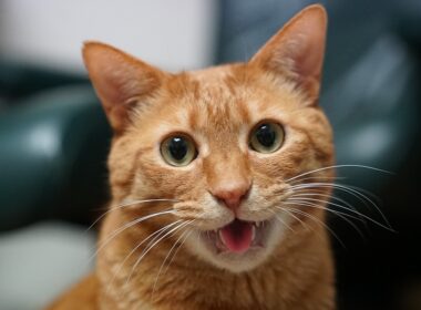 永遠のベテラン子猫、最期の返事　Rest In Peace,My third-cat "Sango"