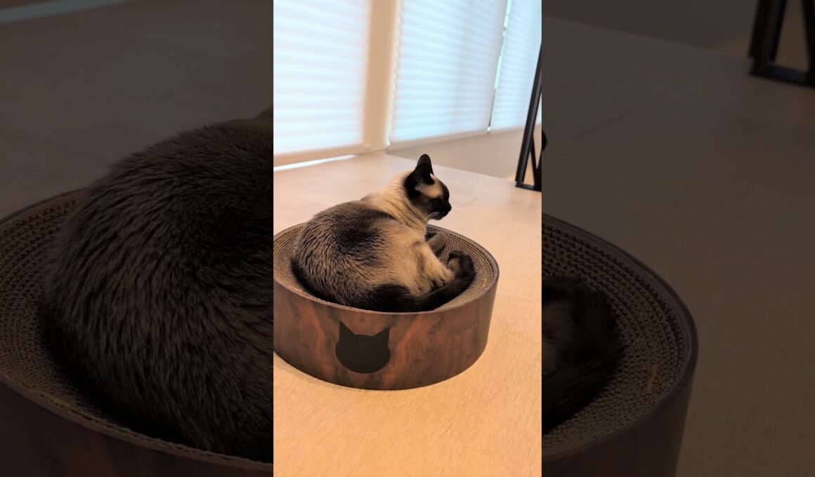 まったりシャム猫 🐱 - Cats in the afternoon - #shorts #cat