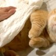 寒い日は暖かい場所を見つけるのが得意な甘えん坊猫が可愛すぎる！