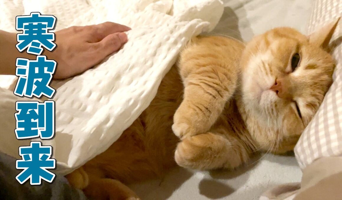 寒い日は暖かい場所を見つけるのが得意な甘えん坊猫が可愛すぎる！