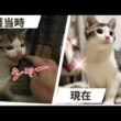 保護子猫ビフォーアフター！シャーシャー威嚇していた子猫の現在
