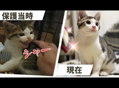 保護子猫ビフォーアフター！シャーシャー威嚇していた子猫の現在