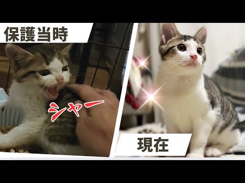 保護子猫ビフォーアフター！シャーシャー威嚇していた子猫の現在