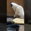 シャム猫のパンダ、ドアの壁についたゴミを気にする