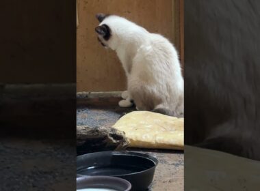 シャム猫のパンダ、ドアの壁についたゴミを気にする
