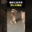 母は、この子を託した。 #子猫 #保護猫 #母猫