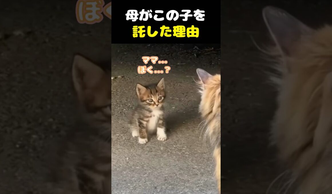 母は、この子を託した。 #子猫 #保護猫 #母猫