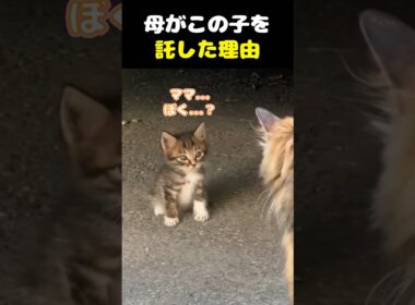 母は、この子を託した。 #子猫 #保護猫 #母猫
